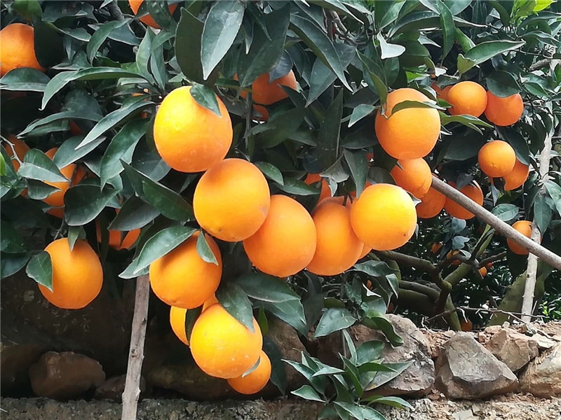 柑橘肥效实验